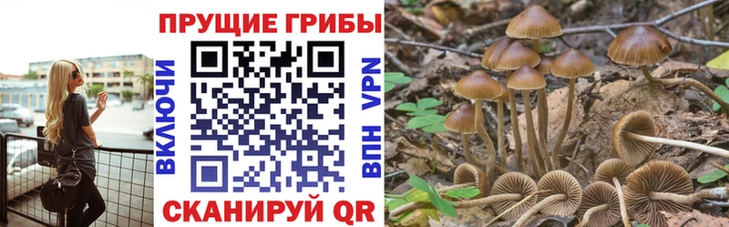 Галлюциногенные грибы GOLDEN TEACHER  купить наркоту  Томмот 
